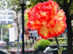 -证大大拇指广场(芳甸路店)