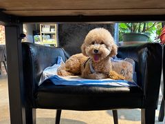 -百好乐宠物友好餐厅(朝外大街店)