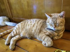 -李小姐の猫咖啡馆(五角场店)