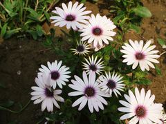 -海棠花溪(元大都城垣遗址公园)