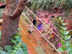 -正佳雨林生态植物园