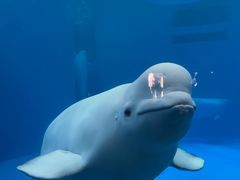 -海合安成都极地海洋公园