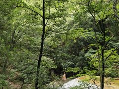 -牛背梁国家森林公园