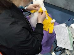 -伟伟宠物医院·CT影像中心·瑞派犬猫综合性门诊(汉口总院)