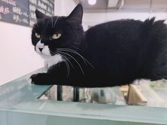 -Heymao猫咖.咖啡厅(东门店)