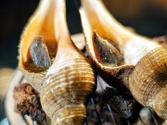 炭烧大响螺-潮汕味道·煮海餐厅(金麟大厦店)