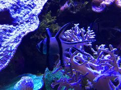 -悉尼海洋生物水族馆