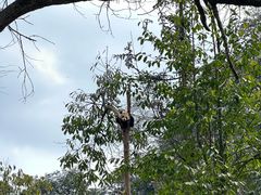 -中国大熊猫保护研究中心雅安碧峰峡基地