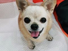 -纳吉亚猫专科动物医院博雅分院
