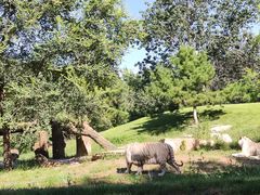 -北京野生动物园