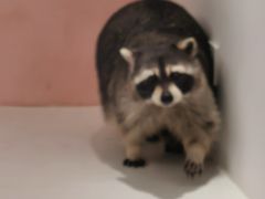 -浣熊柯尔鸭土拨鼠·电玩咖