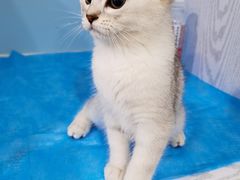 -纳吉亚猫专科动物医院·北北分院