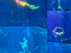 -海合安成都极地海洋公园