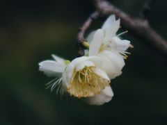 -杭州植物园