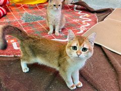 -大型宠物商超·宠海王国·宠物猫狗活体·用品·美容(新世界百货重庆店)