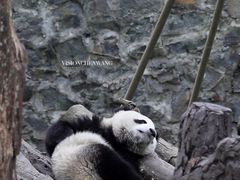 -都江堰中华大熊猫苑