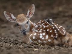 -沈阳森林动物园