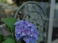 -花·fleur古董西餐厅(西城夜未央店)