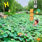 北京最值得去的免费公园｜紫竹院赏荷花🌸