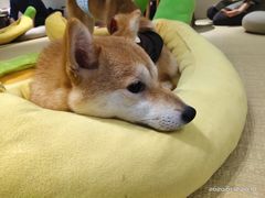 -逗柴咖啡屋·狗咖猫咖宠物桌游