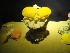 -亚龙湾中心广场·贝壳馆