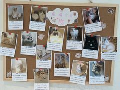 -猫腻·猫咖·撸猫馆(星光大道店)