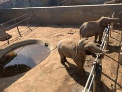 -西霞口神雕山野生动物世界