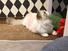 -大型宠物商超·宠海王国·宠物猫狗活体·用品·美容(新世界百货重庆店)