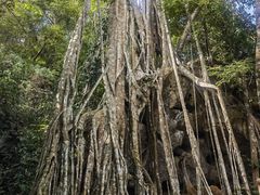 -中国科学院西双版纳热带植物园