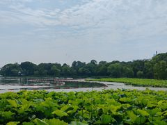 -金鸡湖桃花岛