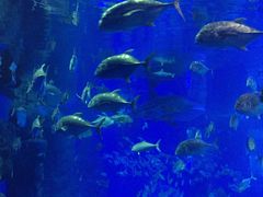 -成都浩海立方海洋公园