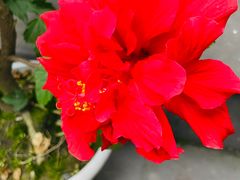 -平安桥天主教堂