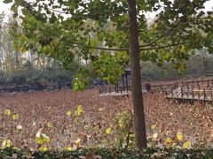 -合肥滨湖国家森林公园