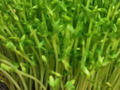 -好彩猪肚鸡(正弘城店)