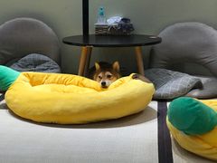 -逗柴咖啡屋·狗咖猫咖宠物桌游
