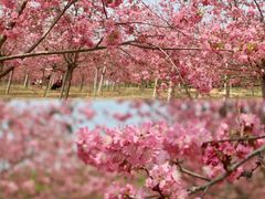 -天适樱花悠乐园