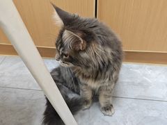 -安安宠医·臻爱宠物医院·宠保定点(营门口路分院)