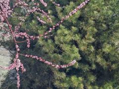 -春风习习