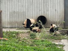 -卧龙中华大熊猫苑神树坪基地