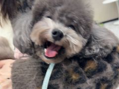 -瑞鹏宠物医院·骨外科·心肾科·肿瘤科(九亭店)