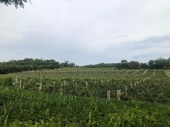 -北京张裕爱斐堡酒庄