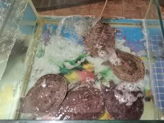 -南方酒店·淮扬菜(回民街店)