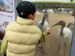 -盐城丹顶鹤湿地生态旅游区