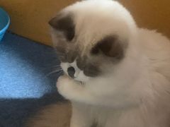 -美联众合动物医院(·中兽医·疑难杂症·严家桥分院)