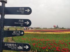 -荷兰花海