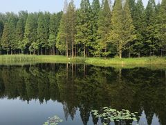 -黄海国家森林公园