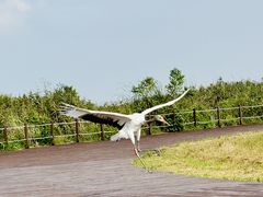 -盐城丹顶鹤湿地生态旅游区