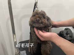 -電力宠物公司(武定路店)
