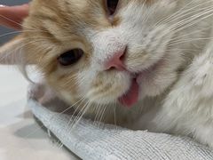 -瑞派动物医院·绝育·犬猫全科·预防医学(光景江南中店)