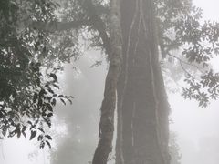 -云南屏边大围山国家公园